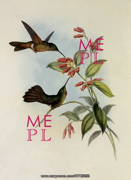 : Equatorial Lilac-Throat, Phaiolaima Aequatorialis : Equatorial Lilac-Throat, Phaiolaima Aequatorialis