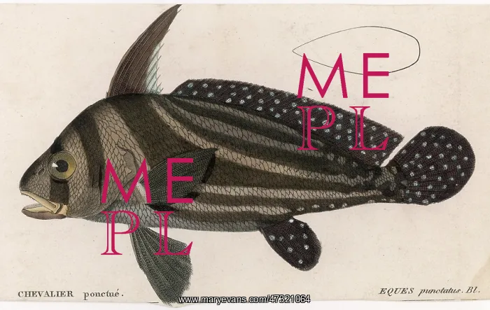 : EQUES PUNCTATUS (FISH)
