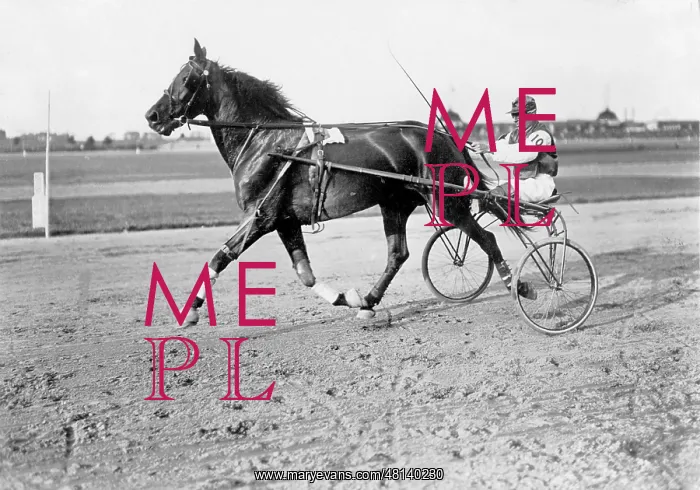 : Equestrian sport : Equestrian sport