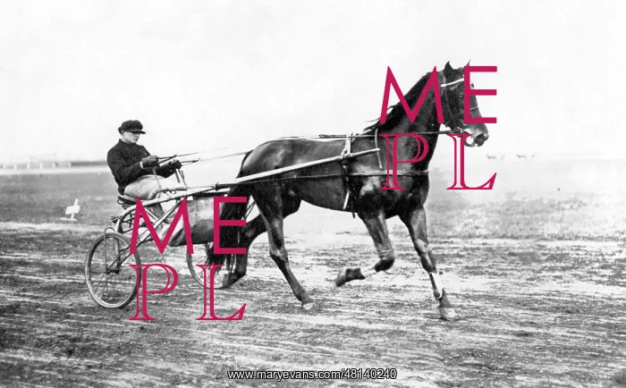 : Equestrian sport : Equestrian sport