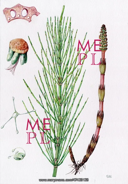 : Equisetum arvense