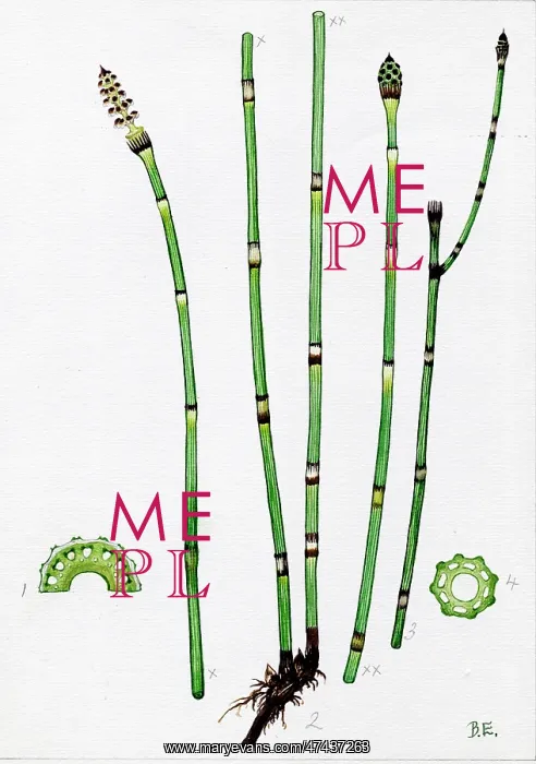  : Equisetum Hyemale