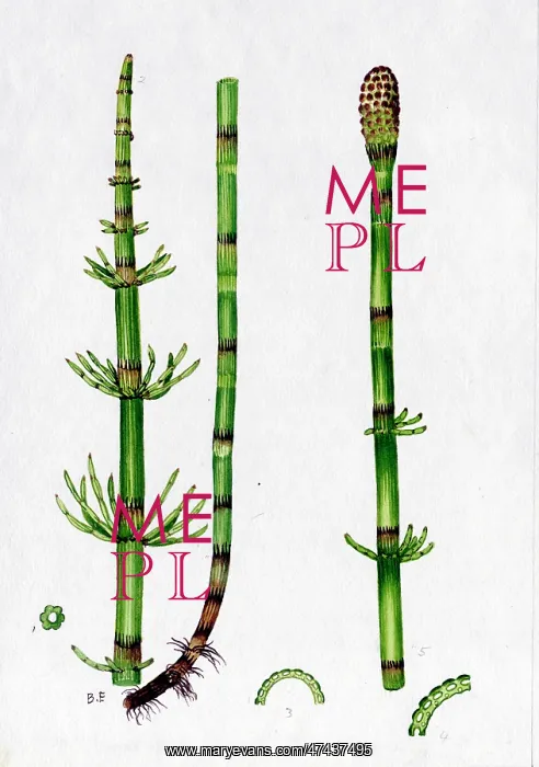  : Equisetum limosum