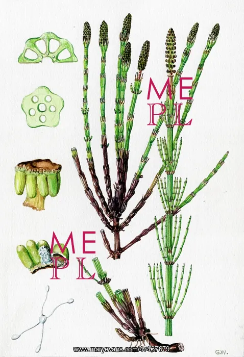  : Equisetum palustre