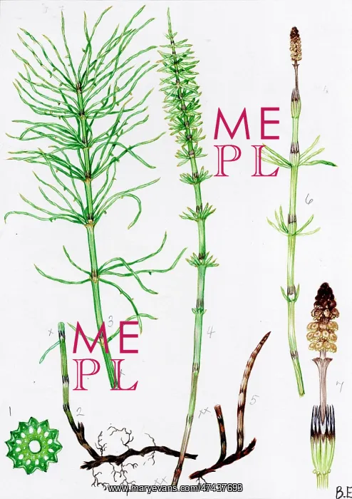  : Equisetum pratense