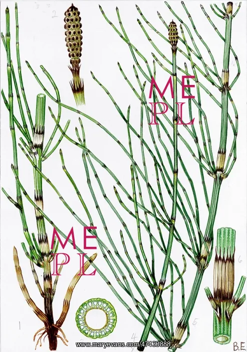  : Equisetum Ramosissimum