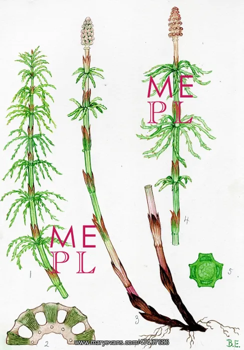  : Equisetum sylvaticum