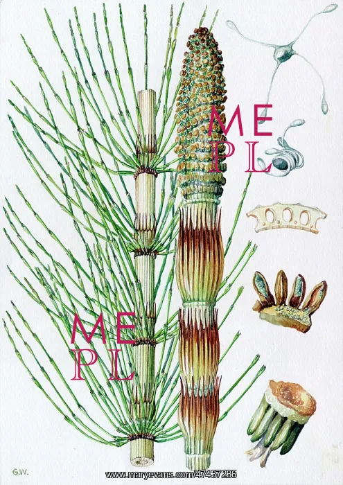  : Equisetum telmateia