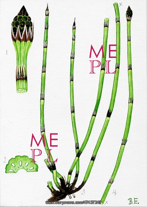  : Equisetum trachyodon