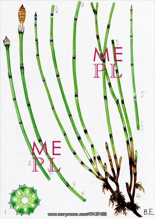 : Equisetum variegatum : Equisetum variegatum