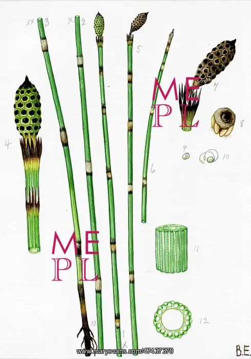  : Equisetum x moorei
