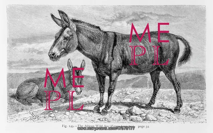 : Equus asinus, African wild ass : Equus asinus, African wild ass