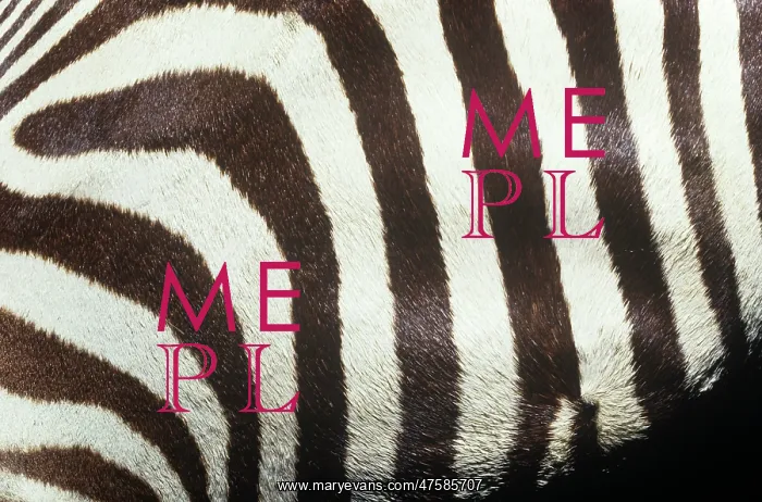 : Equus burchelli, Burchell's zebra : Equus burchelli, Burchell's zebra