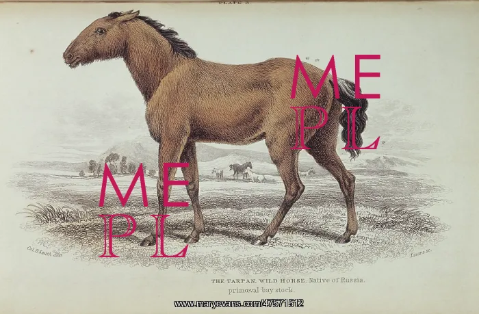 : Equus caballus gomelini, tarpan : Equus caballus gomelini, tarpan