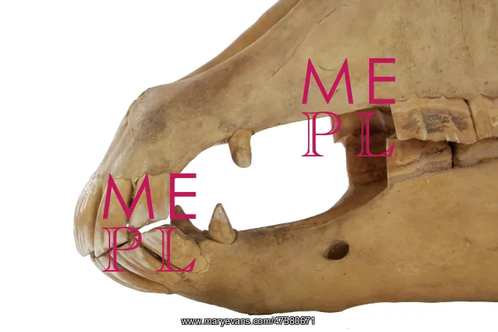: Equus caballus, horse : Equus caballus, horse