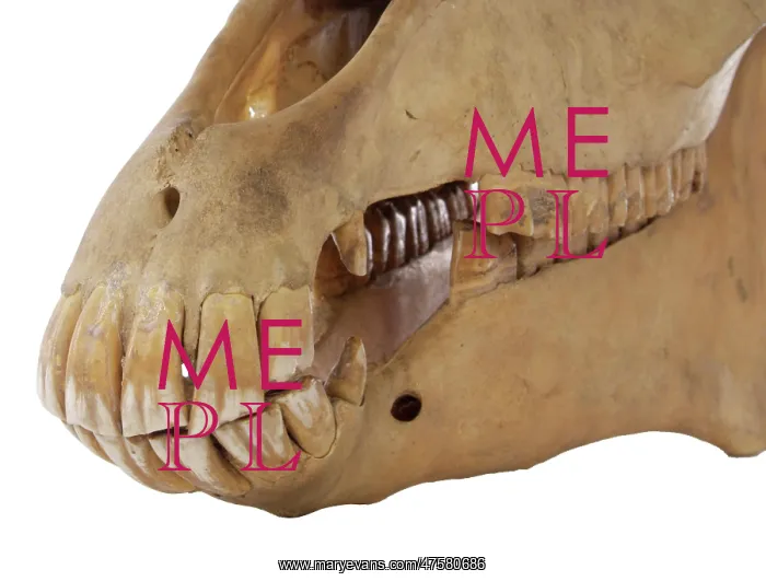 : Equus caballus, horse : Equus caballus, horse