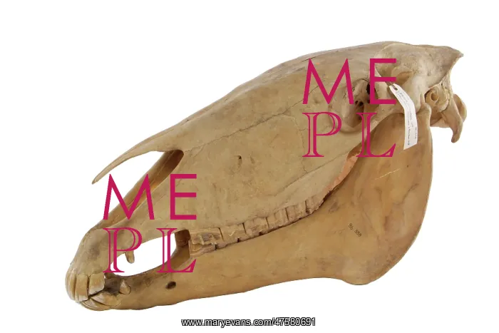 : Equus caballus, horse : Equus caballus, horse