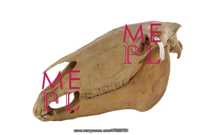 : Equus caballus, horse : Equus caballus, horse