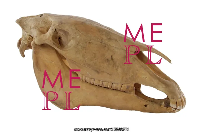: Equus caballus, horse : Equus caballus, horse