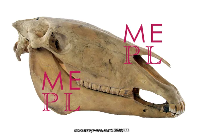 : Equus caballus, horse : Equus caballus, horse