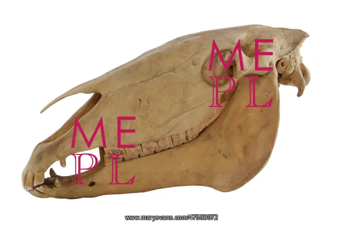 : Equus caballus, horse : Equus caballus, horse