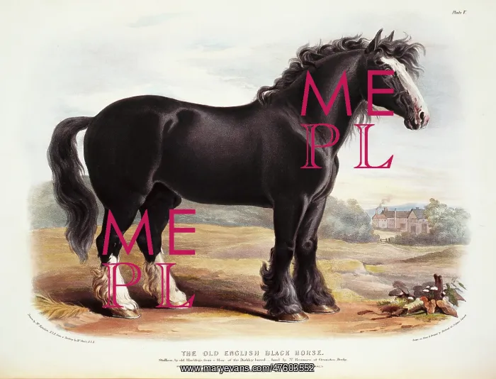 : Equus caballus, horse : Equus caballus, horse