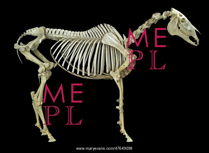 : Equus caballus, horse : Equus caballus, horse