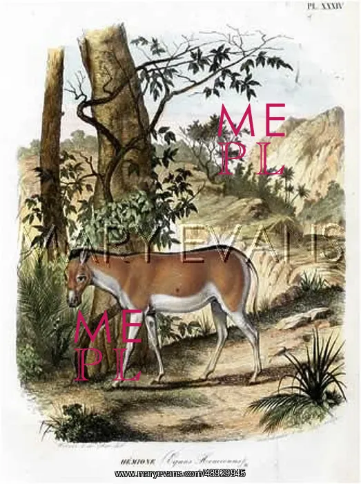 : EQUUS HEMIONNUS : EQUUS HEMIONNUS