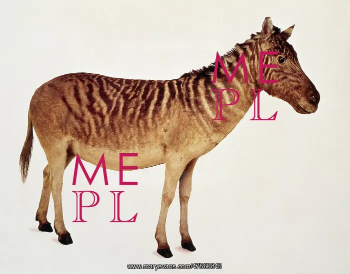 : Equus quagga, quagga : Equus quagga, quagga