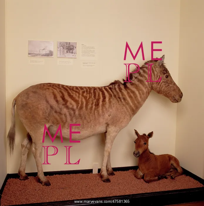 : Equus quagga, quagga : Equus quagga, quagga