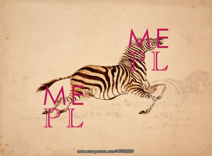 : Equus quagga, quagga : Equus quagga, quagga