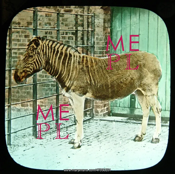 : Equus quagga, quagga : Equus quagga, quagga