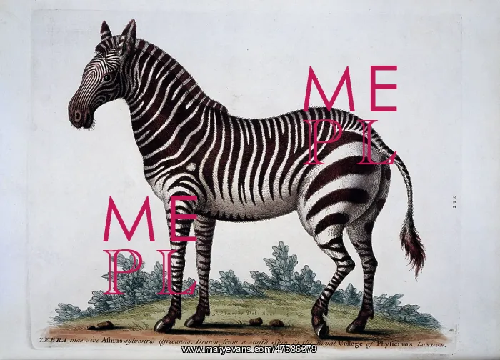 : Equus sp. zebra : Equus sp. zebra