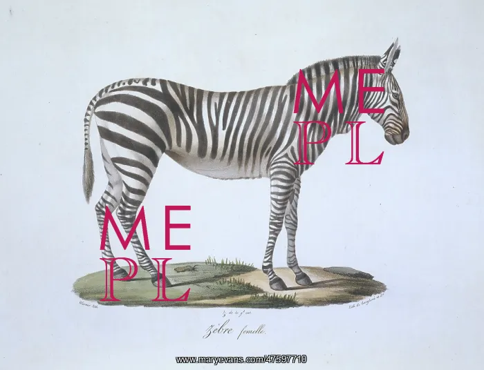 : Equus sp. zebra : Equus sp. zebra