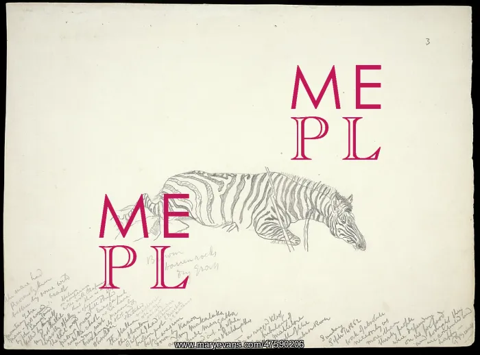 : Equus zebra, mountain zebra : Equus zebra, mountain zebra
