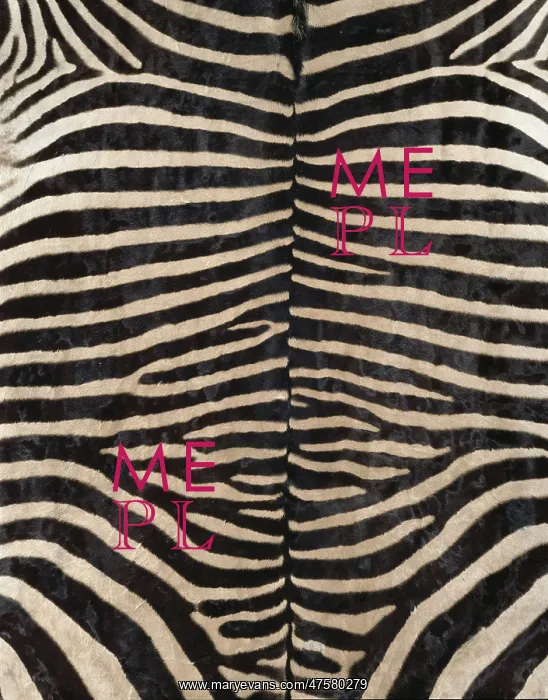 : Equus zebra, zebra : Equus zebra, zebra