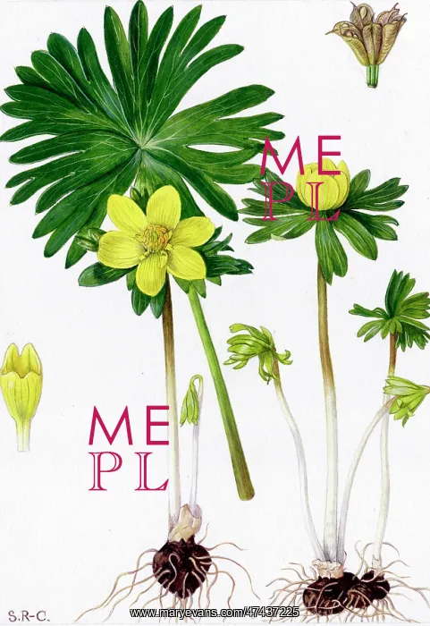 : Eranthis hyemalis : Eranthis hyemalis