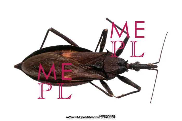 : Eratyrus mucronatus, triatomine bug : Eratyrus mucronatus, triatomine bug