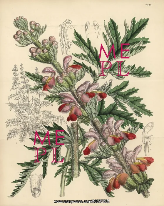 : Eremostachys laciniata, native to western Asia : Eremostachys laciniata, native to western Asia