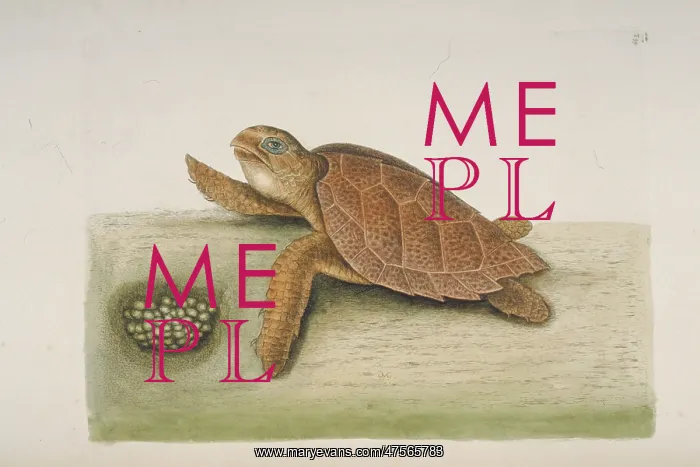 : Eretmochelys imbricata, hawksbill turtle : Eretmochelys imbricata, hawksbill turtle