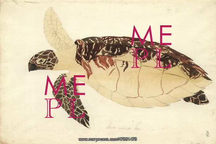 : Eretmochelys imbricata, Hawksbill turtle : Eretmochelys imbricata, Hawksbill turtle