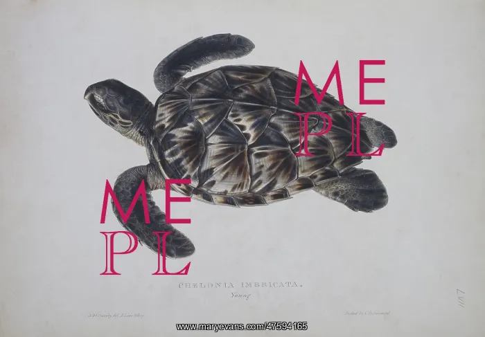 : Eretmochelys imbricata, hawksbill turtle : Eretmochelys imbricata, hawksbill turtle
