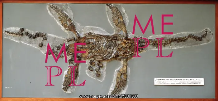 : Eretmosaurus rugosus : Eretmosaurus rugosus