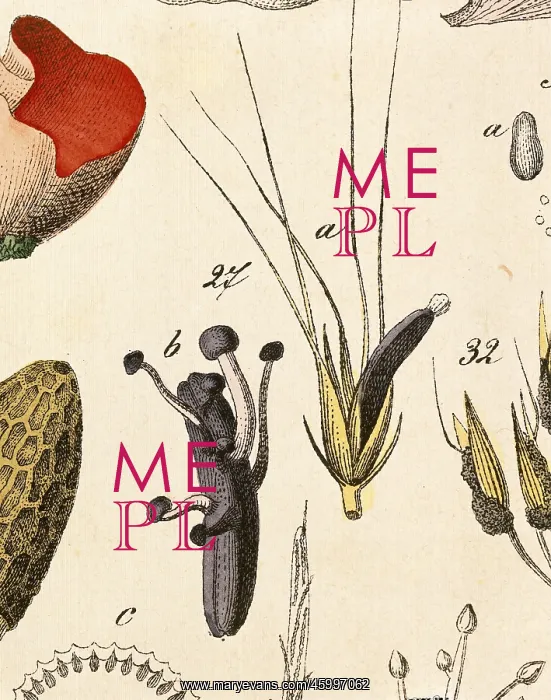 : Ergot (Claviceps purpurea) : Ergot (Claviceps purpurea)