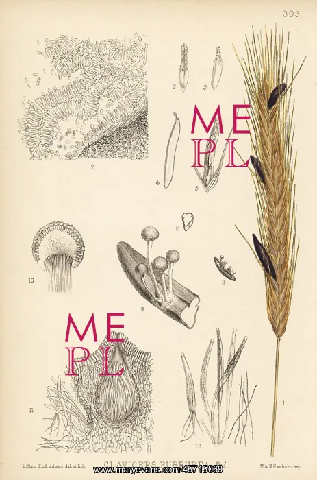 : Ergot of rye, Claviceps purpurea : Ergot of rye, Claviceps purpurea