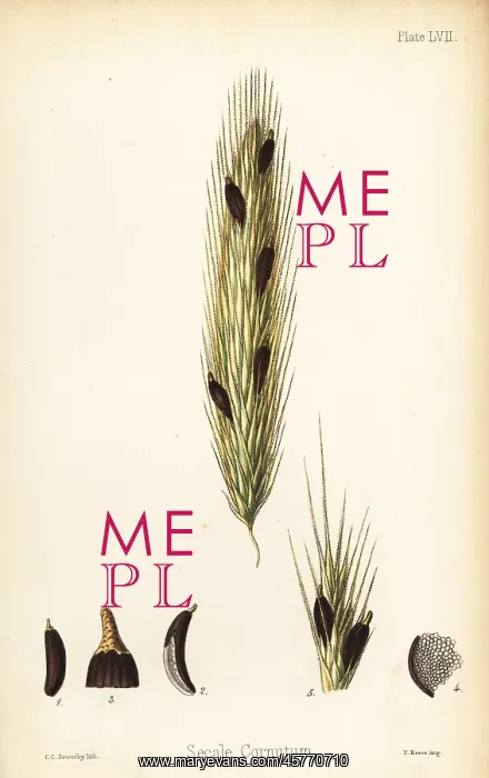 : Ergot of rye, Claviceps purpurea (Secale cornutum) : Ergot of rye, Claviceps purpurea (Secale cornutum)