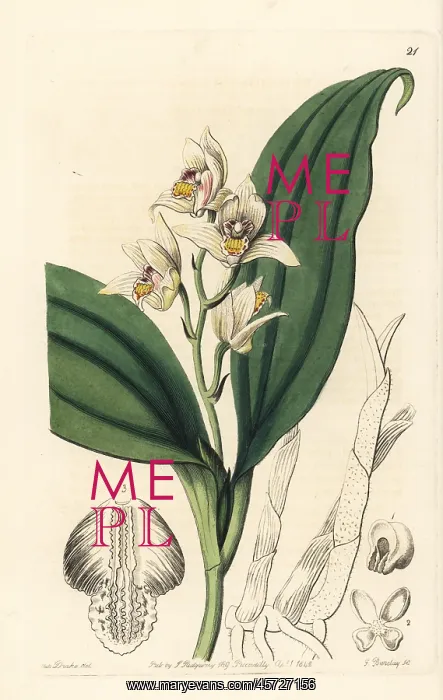 : Eria coronaria orchid : Eria coronaria orchid