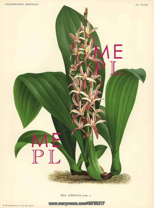 : Eria javanica orchid : Eria javanica orchid