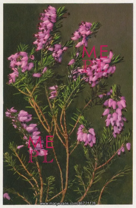 : Erica carnea - winter heath : Erica carnea - winter heath