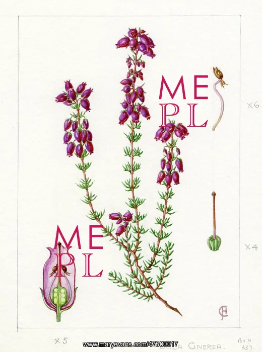 : Erica cinerea - bell heather : Erica cinerea - bell heather